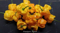 Frontera Sweet - Pepper Seeds - White Hot Peppers